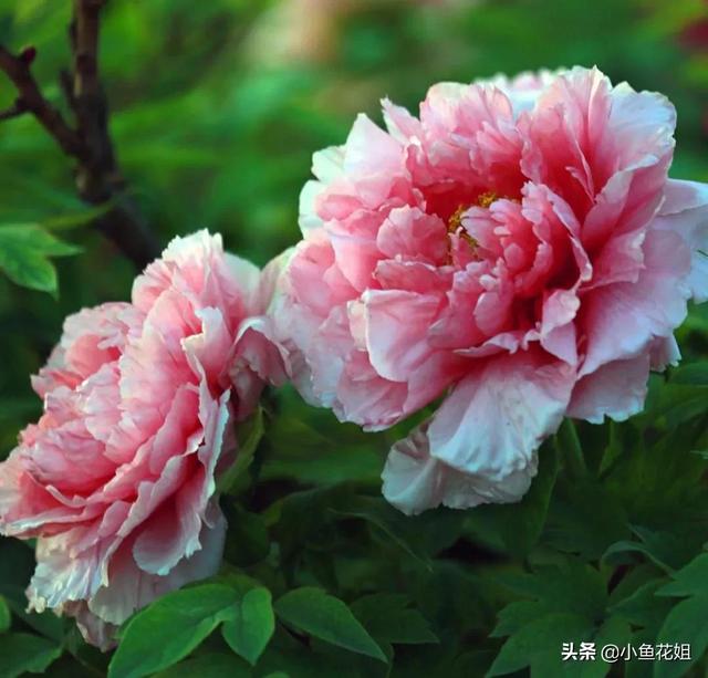 母亲节送什么花，母亲节送什么花最适合（能送给母亲的花不只是康乃馨）