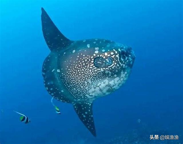 目前海洋最大的生物，最大的海洋生物有哪些（海洋中体型最大的）