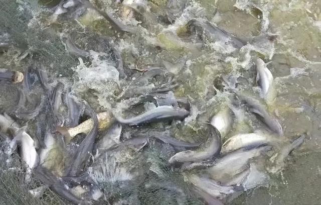 在家里养什么赚钱，家里养啥挣钱（4种名特优淡水养殖品种）