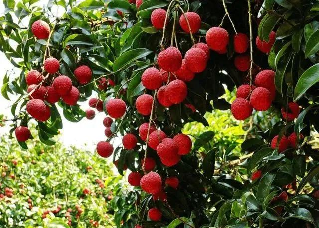 广州花都+从化1天游行程攻略,行摄红山村荷花+静修小镇玩水