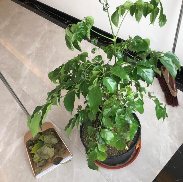 幸福树开花图片，夏季怎么养护幸福树（室内客厅养幸福树）