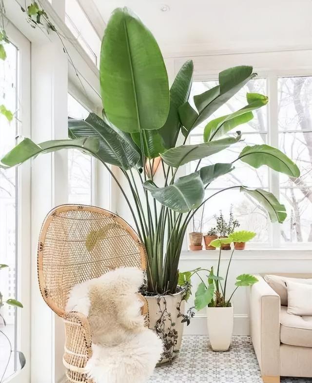 家养大叶藤蔓花，6种大叶花,家里放一盆,高档大气,喜庆吉祥空气好