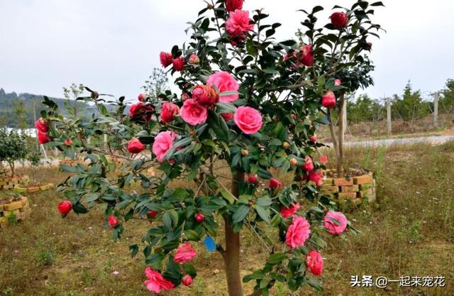 长寿花的形态特征和生长环境详情介绍，长寿花的生长特点（6种“长寿花”）