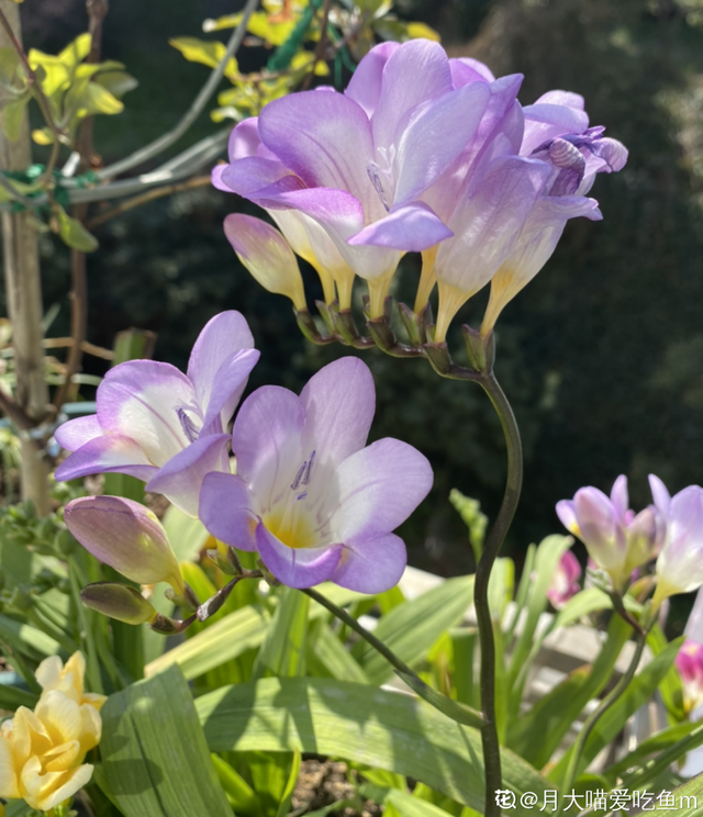 春天开的花有哪些，春天开的花有哪些是白色的（现在养正是开花好时候）