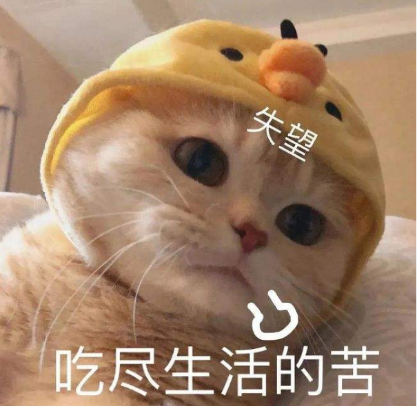 猫的记忆有多久，小猫几个月有记忆（20个养猫冷知识）