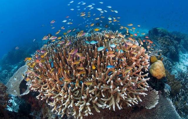 金的密度是多少，18k金的密度是多少（所有的文明发展到最后）