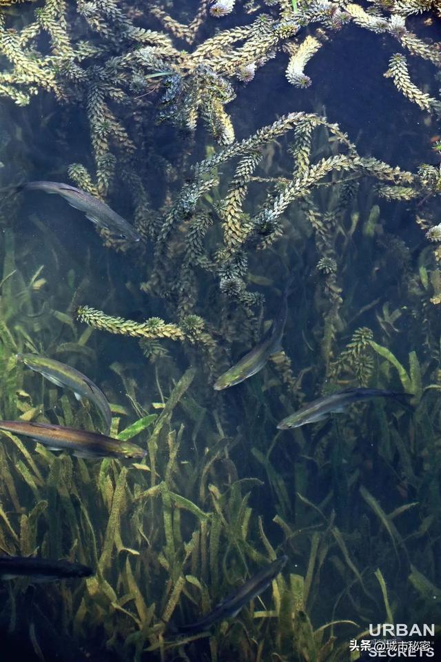 八载图片保护有哪些，八载图片保护怎么设置（西湖保护70年）