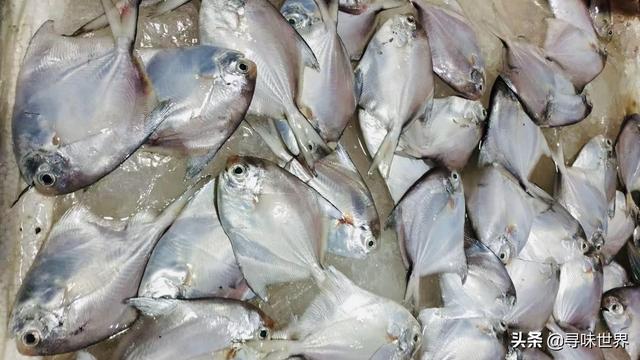 鲷鱼是什么鱼，脆肉鲷鱼是什么鱼（春夏季海鱼9大排名来了）