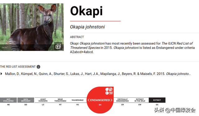 霍加狓怎么读，霍加狓是什么动物（世界上最神秘的大型哺乳动物之一）