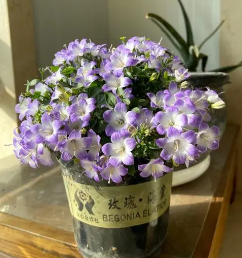 风铃草怎样养开花多，风铃草好不好养活（庭院里的“蓝色精灵”—风铃花）