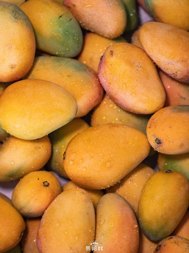 广西的特产水果有哪些，广西的特产有什么水果（满足水果控们的所有期望）
