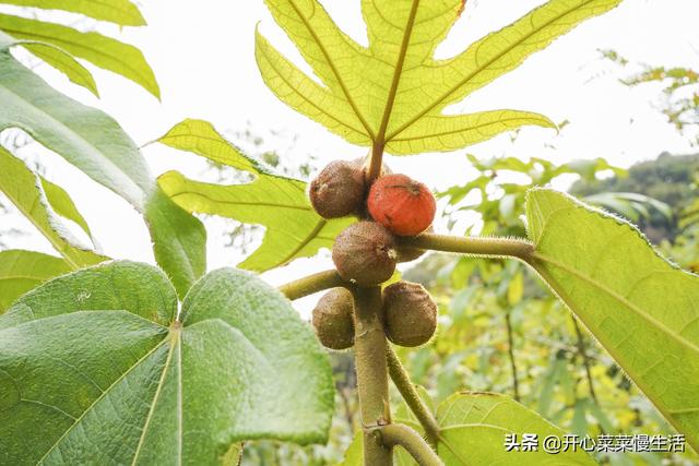 花都有什么旅游景点，花都有什么旅游景点介绍（广州花都这里被称8平方公里世外香境）