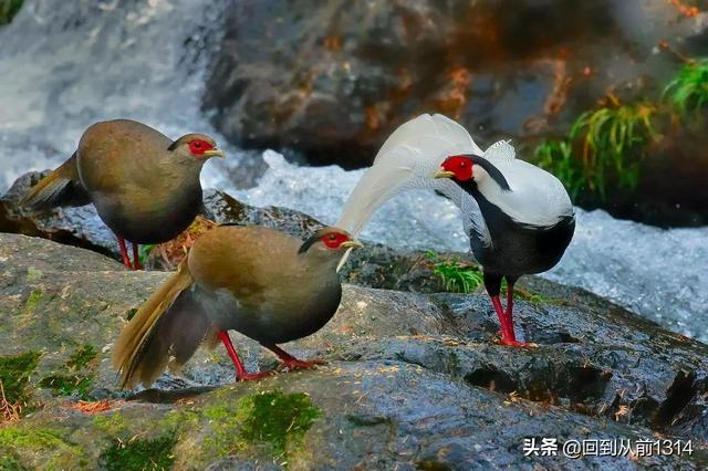 白娴鸟（白娴鸟图片，白娴鸟怎样的养殖（白鹇鸟唯美图片）