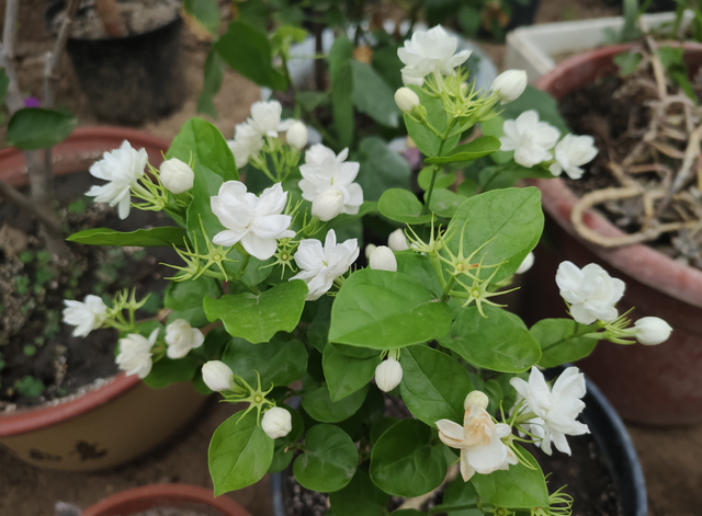 最香的花排名第一名，中国十大最香的花排名（最香的“5种花”）