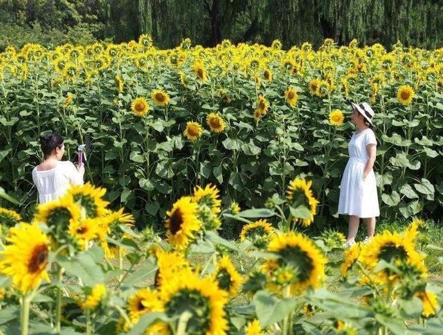 向日葵的花语和寓意，向日葵的花图片（当你明白了它的寓意后）