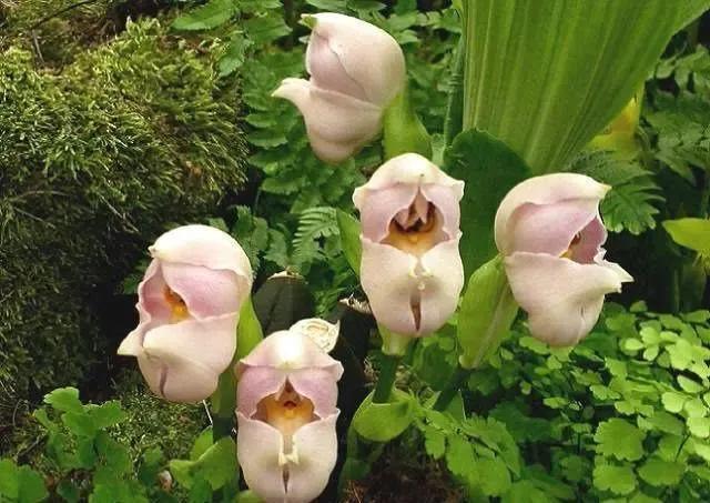 世界稀有名花图片(有认识的吗?附赠美图欣赏) - 彝家农业网