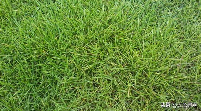 钝叶草（钝叶草），园林绿化中常见草坪植物种类（葎草叶片病害）