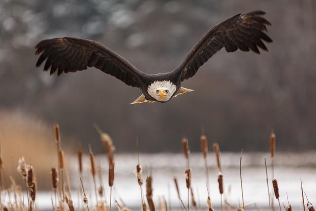 印度的国鸟是什么，各个国家的国鸟是什么（揭秘为什么中国还没有“国鸟”）
