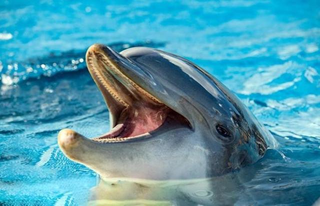 海豚是什么类动物，海豚算什么动物（吃饱后追求精神享受）