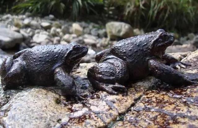 小山沟里的野生石蛙，大山小溪里稀有的物种