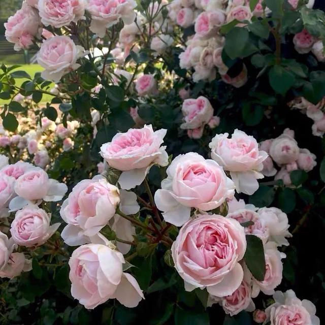 仙度瑞拉月季，仙度瑞拉是哪个公主（分享图片一一一灰姑娘月季）