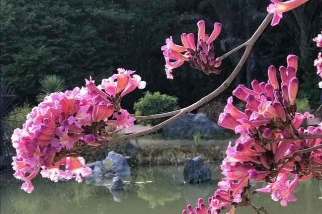 紫花风铃木可以盆栽吗，紫花风铃木北方能成活吗（分享——紫花风铃木）