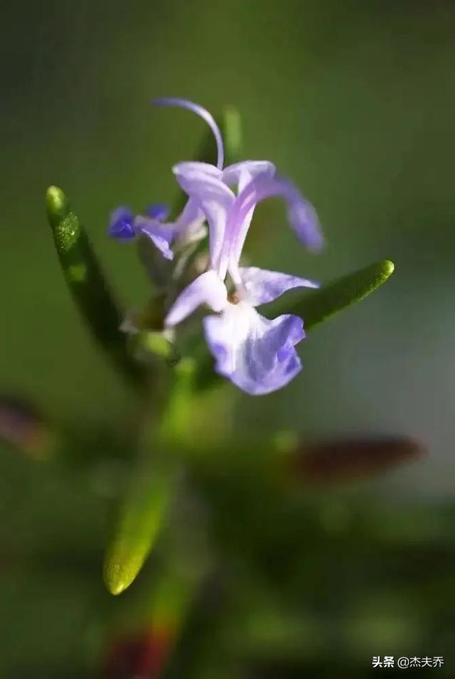 莱姆精油的功效，莱姆精油的功效与作用及怎么使用（精油护肝，选这四类最好）