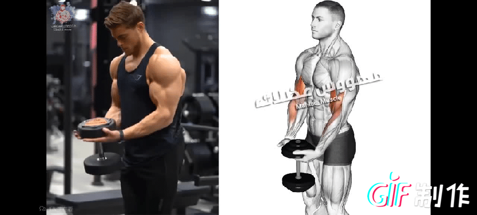 快速练好肱二头肌锻炼方法，快速练肱二头肌的方法（肱二头肌怎么练）