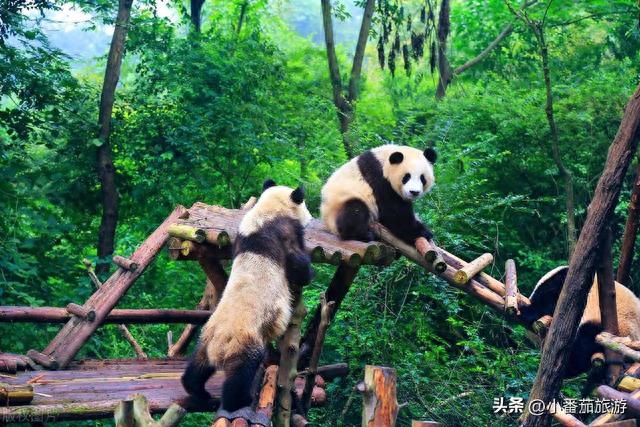 成都市区必去的景点，成都市区必去的十大景点（成都旅游必去的十大景点推荐）