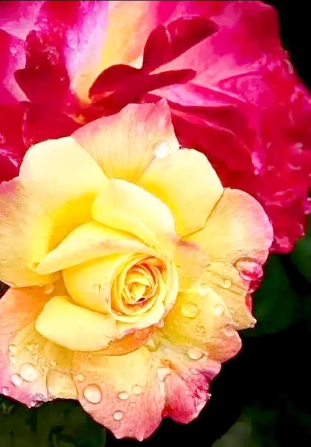 繁花似锦下一句是什么，一路繁花似锦下一句是什么（美醉你的心田）