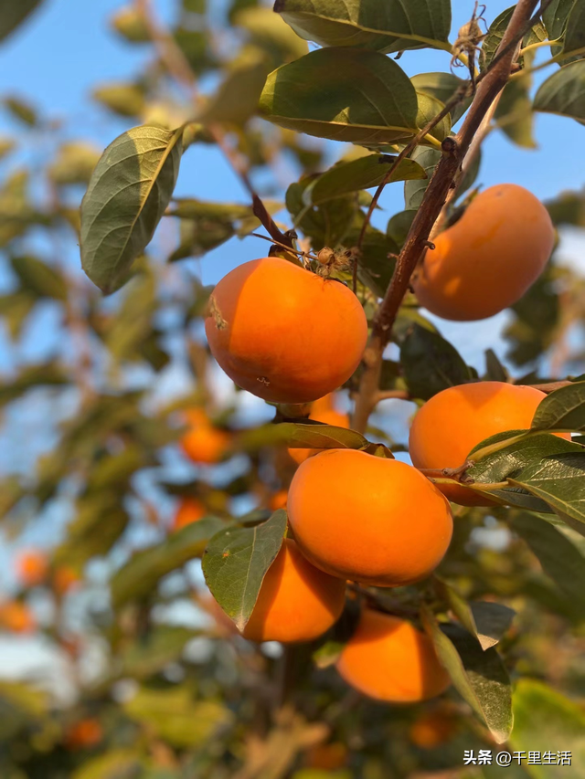 什么品种的脆柿子好吃，什么产地的脆柿子好吃（陕西巧克力糖心脆柿）