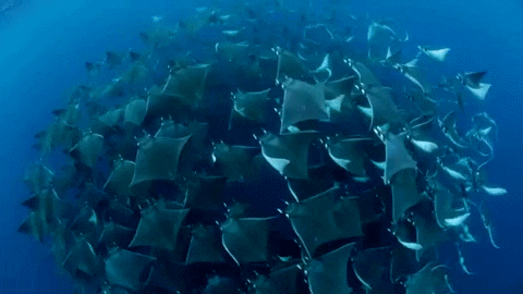 世界上最漂亮的鲨鱼，世界上最漂亮的鲨鱼是什么（不是所有的鲨鱼都凶猛）