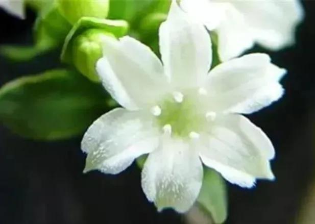 鲜花的花语和花的数目的寓意，鲜花数量的寓意（100种迷人的“数字花”）