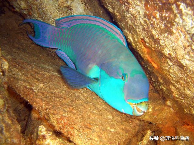 鱼睡觉是什么样子，鱼是怎么睡觉的（鱼处于低能耗状态时）