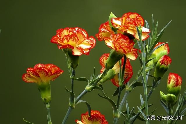 康乃馨花的花语，康乃馨花的花语和颜色有几种（康乃馨的花语）