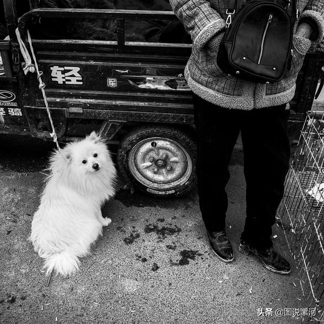 宠物市场在哪里，成都的宠物狗市场在那里呀（漯河宠物市场印象）