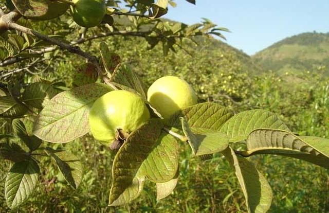 番石榴多少钱一斤，番石榴产地主要在哪个省（人称“鸡屎果”和“假石榴”）