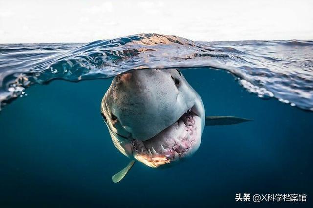 引发深海恐惧症的原因有哪些，深海恐惧症的特征（原来是人类进化出来保护自己的）