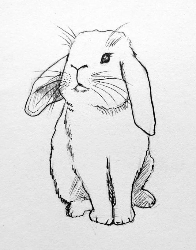 兔子简笔画的画法,兔子简笔画画法卡通上色(临摹步骤图教程)