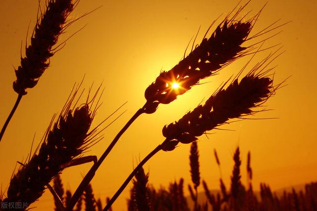 晴好是什么意思，一切安好便是晴天什么意思（天气预报：今日小满节）