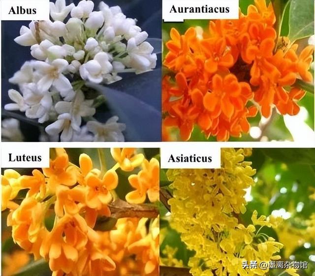 桂花怎么做香水，如何用桂花做香水（为什么做成桂花味的香水就不对劲了）