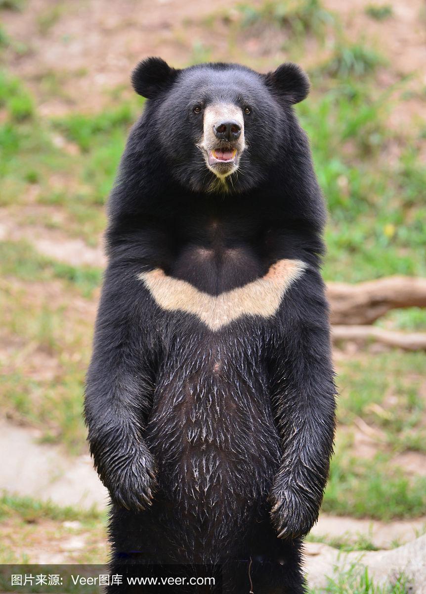 长势如猛,饭量惊人.