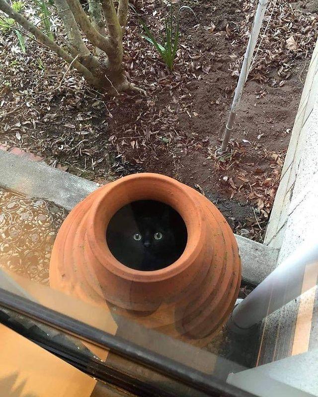 可爱猫，可爱猫咪名字（歪果网友分享各种古怪可爱的小猫咪图片）