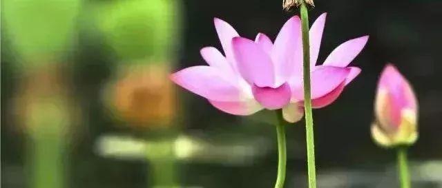 中国最美的散文，现代诗歌散文（贵州煜华中国传统文化传承网美文推送）