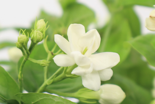 家里盆栽茉莉花应该注意什么，茉莉花盆栽要点（要想养殖不出问题）