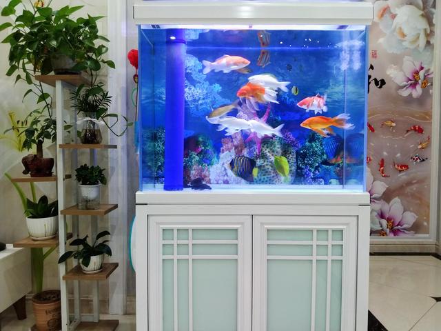 鱼虫怎么养，鱼虫怎么养活（学会就没有养不好的鱼）