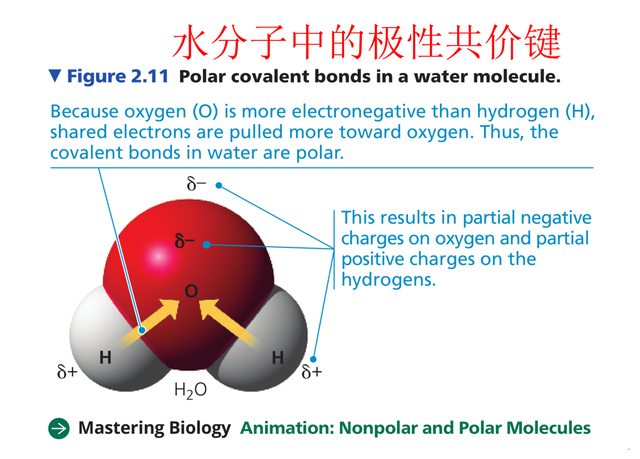 最好的英文名字，最好听的英文名字（学习数理化和生物医学都必须认识希腊字母）