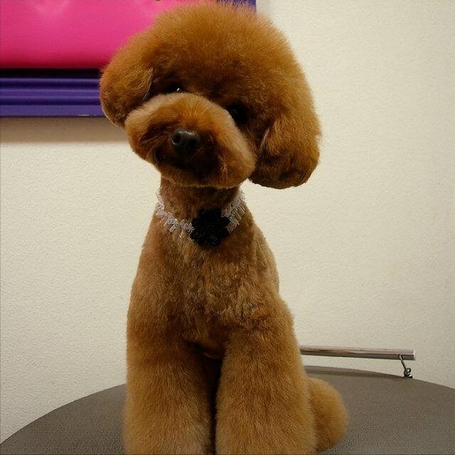 黑色贵宾犬图片，黑色贵宾犬价格（“贵宾犬”毛色大盘点）