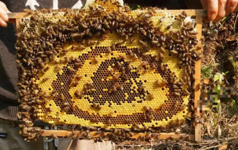 40箱蜂一年赚多少钱，中蜂群出售60元（靠养蜂一年可以收入多少钱）