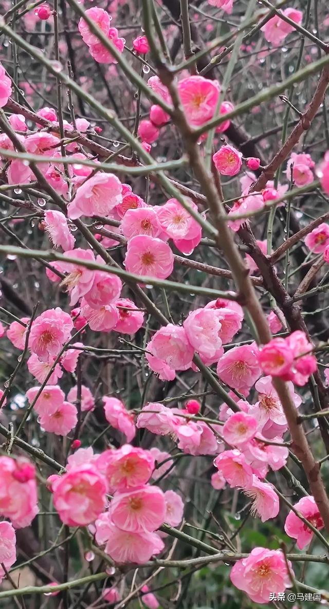 梅花的品格是什么,腊梅花是什么样的(红梅的品格)